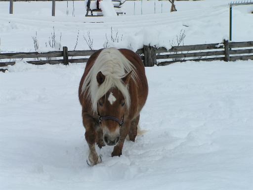 Susi's Pony im Schnee