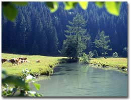 Der Stappitzbach